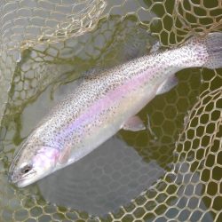 大安トラウトレイク 釣果